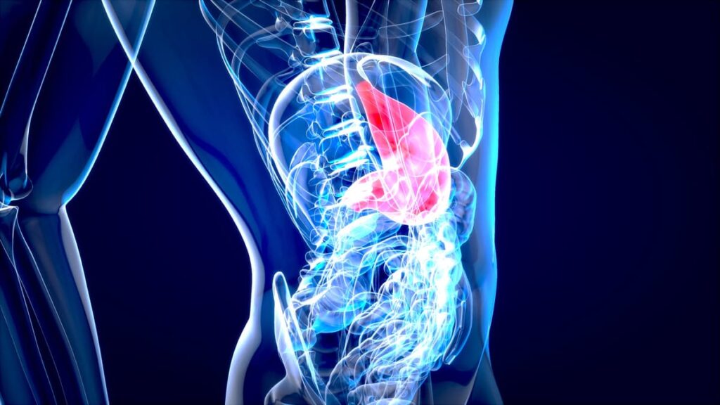 Imagem raio x destacando, em vermelho, o fígado, o que representa o diagnóstico e tratamento para gordura no fígado.